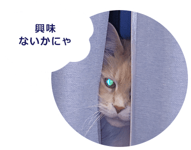 興味ないかにゃ